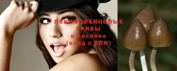 хмурый Аркадак